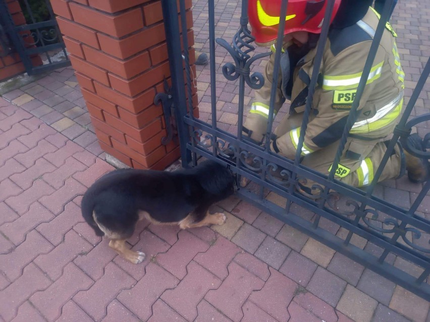 Strażacy ratowali psa we Włoszczowie