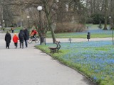 Park Klepacza w Łodzi zmienił się w morze błękitu! Łodzianie z całego miasta przyjeżdżają na ten niezwykły spektakl przyrody