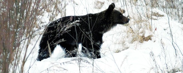 Kiedy niedźwiedzicę zauważono na obrzeżach Przemyśla, natychmiast wzbudziła sensację.