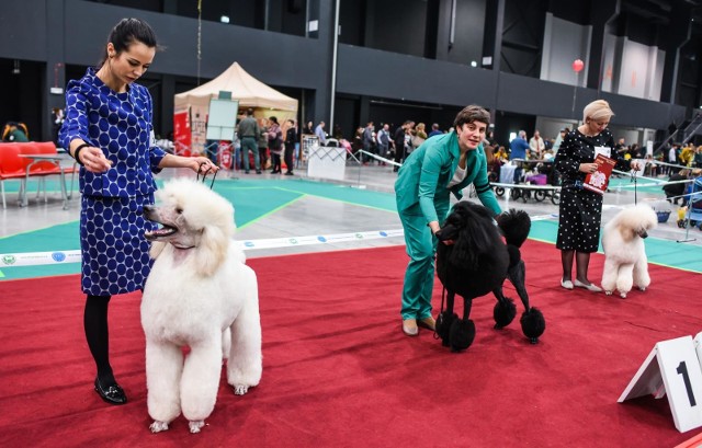 Targi Zoologiczne PET EXPO odbędą się w Bydgoszczy w dniach 13-15 września 2019.