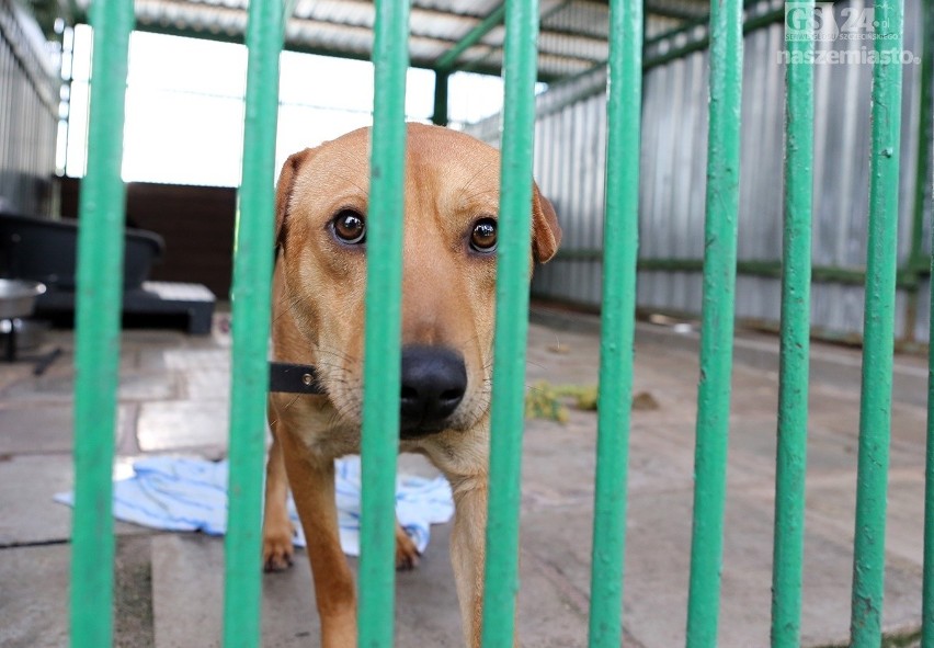 Dramatyczna sytuacja w szczecińskim schronisku. Adoptujcie zwierzaki