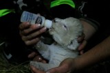 Kubuś jest białym lwem, ma tydzień i mieszka w Zoo Safari