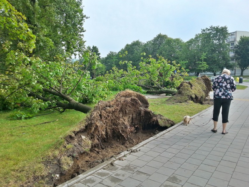 Burza w Łodzi. Nawałnica nad Łodzią. Powalone drzewa, gałęzie na drogach, zalane ulice [ZDJĘCIA]