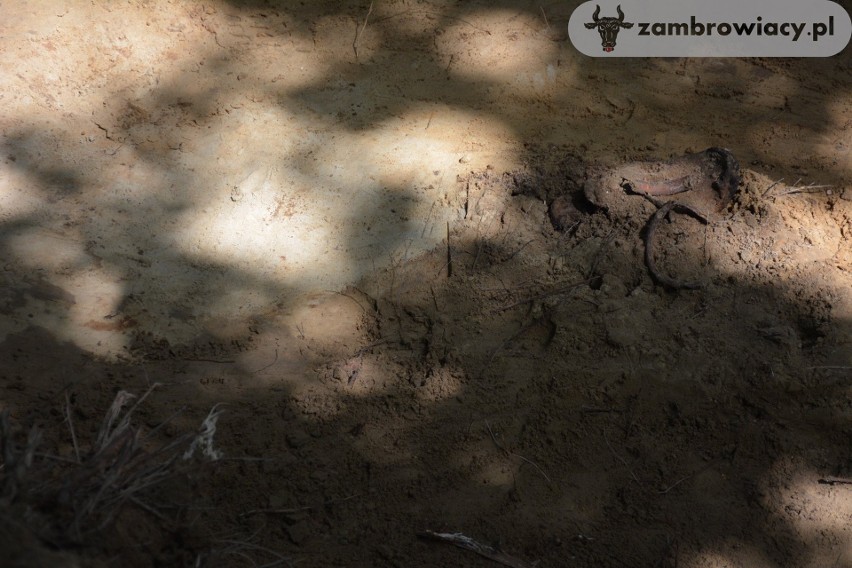 Śledzie: W lesie koło Zambrowa odkryto szczątki żołnierza poległego we wrześniu 1939 roku (zdjęcia)