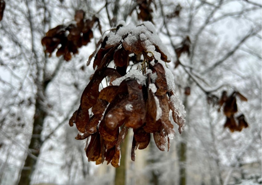 Ogród Saski zimą - lubelska Narnia zasypana śniegiem! [ZOBACZ ZDJĘCIA]