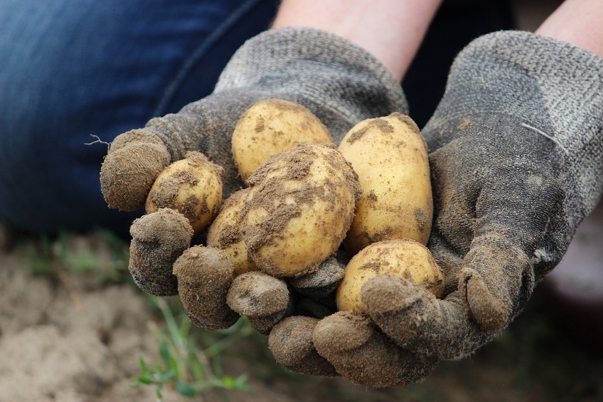 Ziemniaki wczesne i młode są bogatym źródłem biotyny, zwanej...