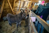 Białystok. Na Rynku Kościuszki stanęła bożonarodzeniowa "żywa szopka" Stowarzyszenia Droga. Można pogłaskać osiołka (zdjęcia)