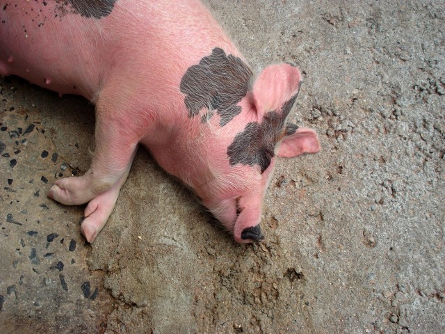 Opolscy rolnicy rezygnują z hodowli trzody chlewnejOd 1 stycznia 2013 roku w Polsce zaczęły obowiązywać nowe wymogi dotyczące hodowli świń.