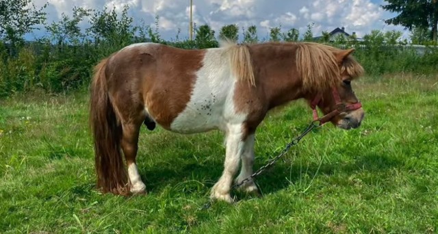 Chore i cierpiące kucyki w gospodarstwie agroturystycznym na Dolnym Śląsku