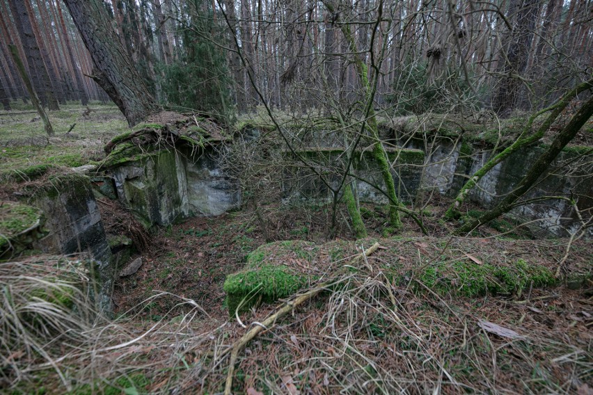 Dziś w lasach pod Gruszeczką wciąż widać pozostałości po...