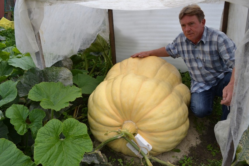 Gigantyczne warzywa w Raciborzu