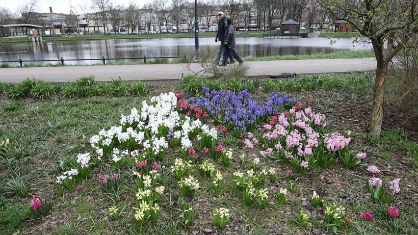 Wiosna w Parku 1000-lecia w Chojnicach