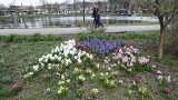 Wiosna w Parku 1000-lecia w Chojnicach. Kwiaty pachną nieziemsko [WIDEO]