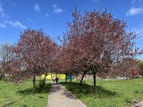 Kolorowa i zielona wiosna w Będzinie. Coraz więcej spacerowiczów na bulwarach Czarnej Przemszy i w parku na Syberce. Zobacz ZDJĘCIA