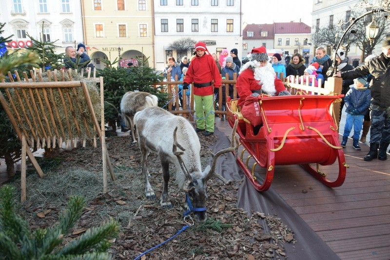  Święty Mikołaj i renifery robią furorę na Rynku w Tarnowie. Dzieci są zachwycone