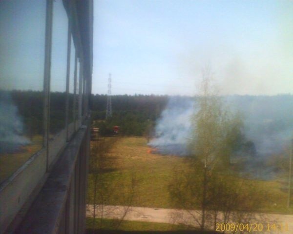 Płoną trawy za Fabryką Dywanów "Agnella" (zdjęcia)
