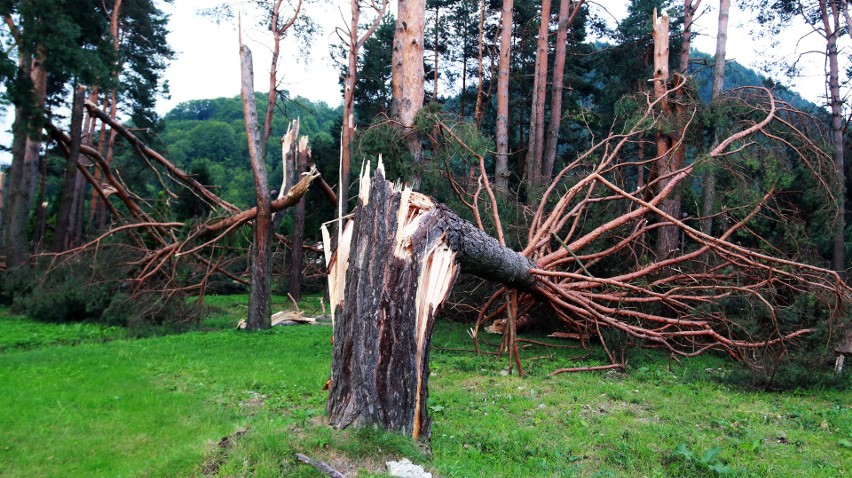 Piwniczna. 40 sekund horroru. Dobę po katakliźmie zniszczony las przeraża [ZDJĘCIA]