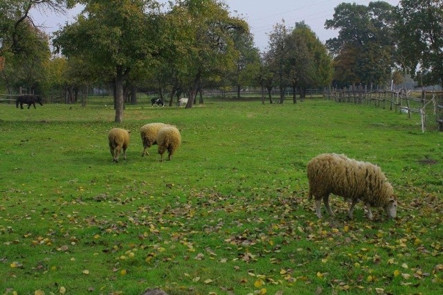 Jak wydawane są pieniądze na wsiach?W powiecie nowosolskim najlepiej pieniądze wydaje gmina Bytom Odrz. W powiecie wschowskim Wschowa.