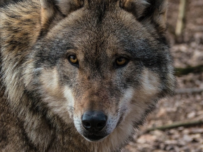 Wilki pod Wrocławiem rozszarpały stado danieli. Jak się zachować, gdy spotkamy wilka?