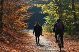 Rezerwat przyrody Dolina Strzyży w Gdańsku to jedno z najpiękniejszych miejsc na spacer. Jesienią zachwyca kolorami. Zdjęcia