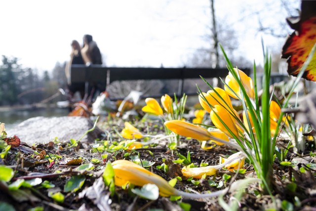 Ostatni weekend mógł być zapowiedzią nadchodzącej wiosny. Jak się okazuje, w tym tygodniu pogoda również będzie sprzyjająca, choć poznaniacy muszą się liczyć z możliwymi opadami deszczu. Sprawdźcie prognozę pogody na ten tydzień --->