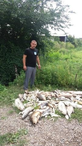 Ekologiczna katastrofa w powiecie sandomierskim. Padło kilkaset ryb! (ZDJĘCIA)