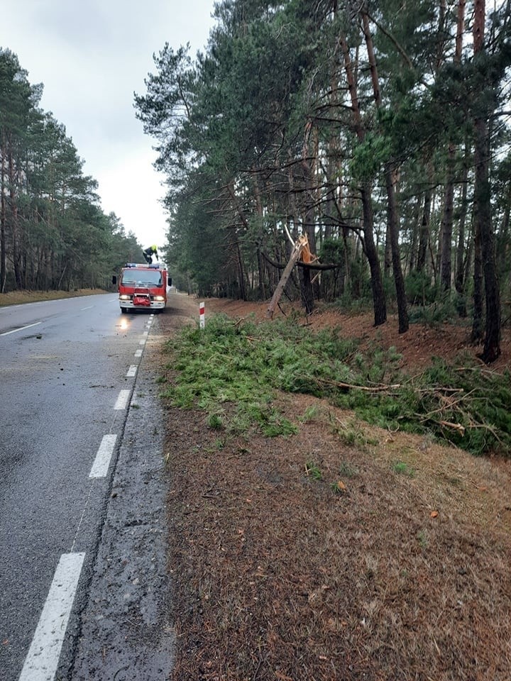 Wichura w powiecie makowskim, 16-17.02.2022: powalone drzewa, zerwana linia energetyczna i częściowo zerwany dach. Zdjęcia