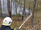 Dwa pożary w lesie pod Łabiszynem [zobaczcie zdjęcia]