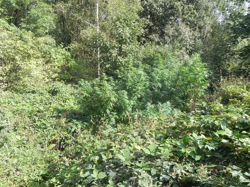 Powiat tarnowski. W lesie policjanci odkryli hodowlę konopi indyjskich, a w domu 30-latka zapasy marihuany