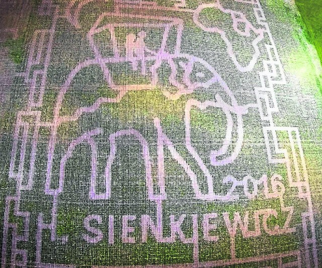 Tegoroczny labirynt w kukurydzy w Kurozwękach nawiązuje do twórczości Henryka Sienkiewicza.