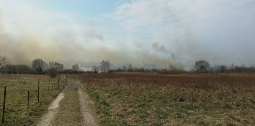 Pożar traw na wielkim obszarze. Rozprzestrzenia się w okolicy torowiska między Skawiną a Krakowem