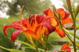 Liliowce - jakie warunki uprawy należy zapewnić tym kwiatom