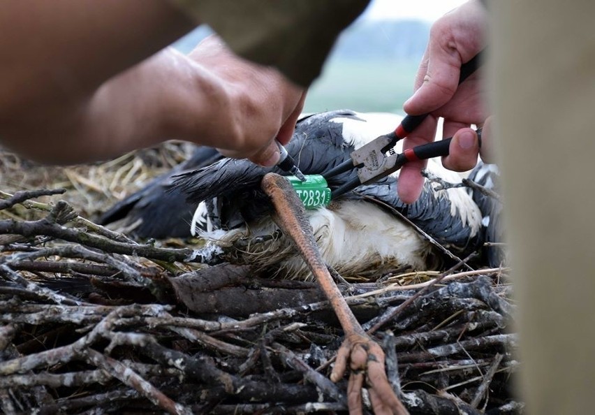 Młode bociany zaobrączkowane. Niepowtarzalne zdjęcia z gniazda