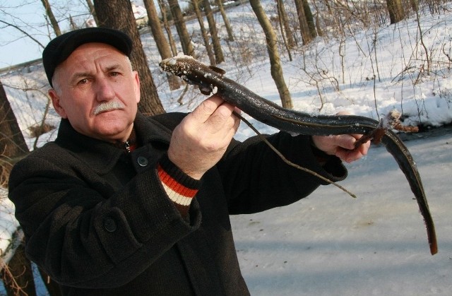 - Ten węgorz ma ponad pół kilo. Udusił się pod lodem z braku tlenu - mówi Jan Całus z Bobowicka.