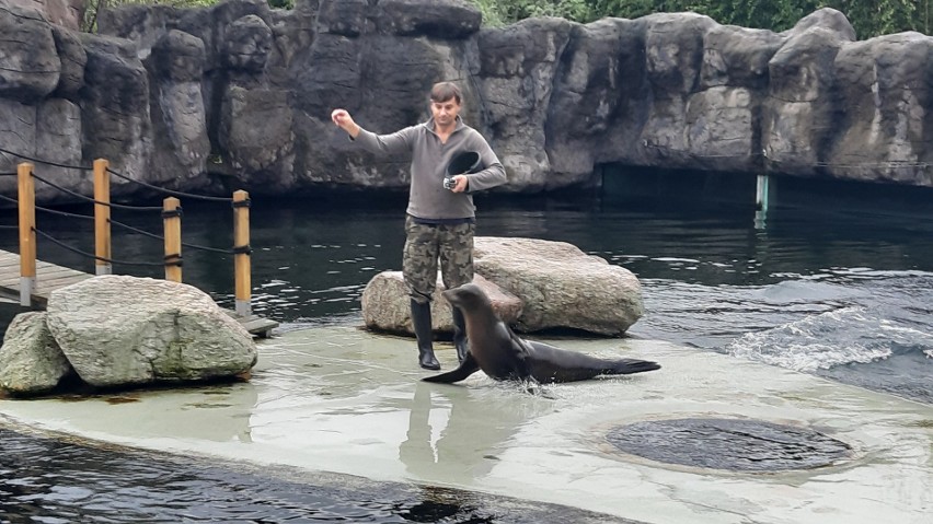 Opolskie ZOO bez tajemnic. Młode uchatki uczą się pływać… pod okiem człowieka