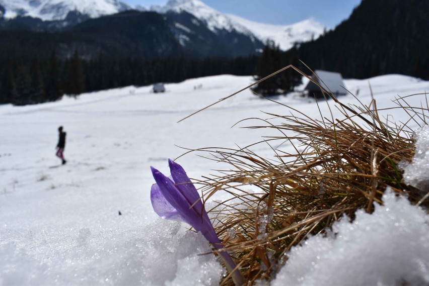 Tatry. Kalatówki w lany poniedziałek. Piękne słońce, przebijające się spod śniegu krokusy, a także spragnieni Wielkanocnego Jaja [ZDJĘCIA]