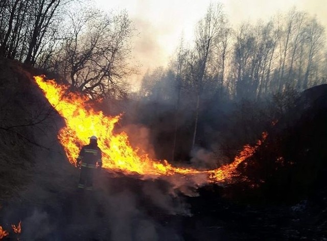 Jeden z pożarów, które w ostatnich dniach gasili strażacy i ochotnicy z powiatu ostrowieckiego.