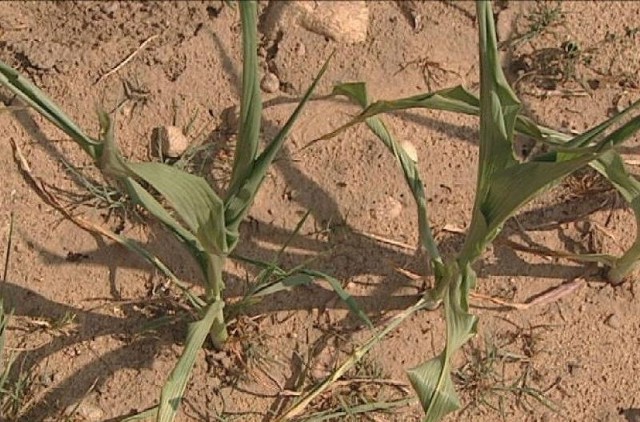 Susza - 4 września upływa ważny terminJuż w połowie tygodnia grubo ponad tysiąc rolników zgłosiło szkody w uprawach z powodu suszy