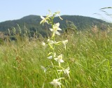 Lubisz storczyki? A wiesz, że rosną też w Polsce? Poznaj piękne i dzikie polskie orchidee. Gdzie można je spotkać?