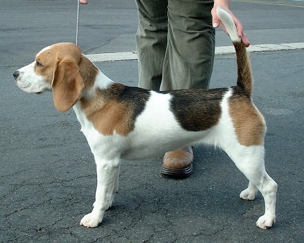 Dlaczego często decydujemy się na Beagle`a? Bo to pies,...