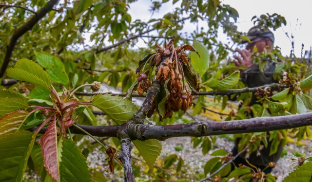 Fundusze mają pomóc m.in. wówczas, gdy wystąpią straty spowodowane niekorzystnymi zjawiskami atmosferycznymi