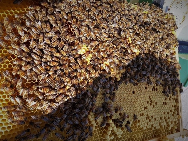 - Nasze pszczoły są naszą dumą - mówi dyrektor Namysłowskiego Ośrodka Kultury.