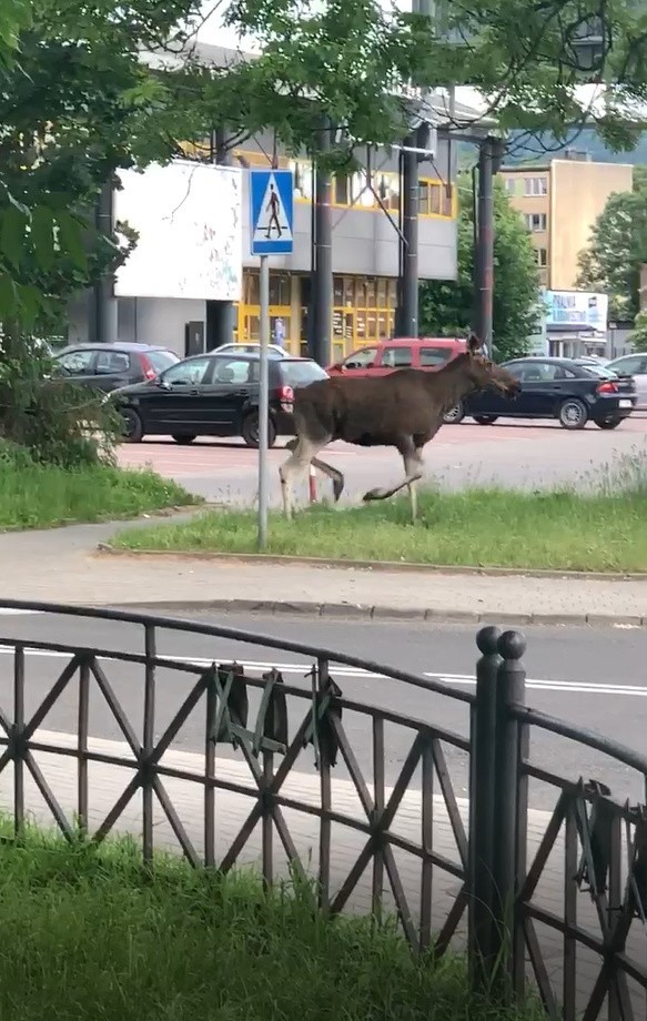 Łoś w centrum Tarnowa, o sprawie poinformowała czytelniczka Sandra