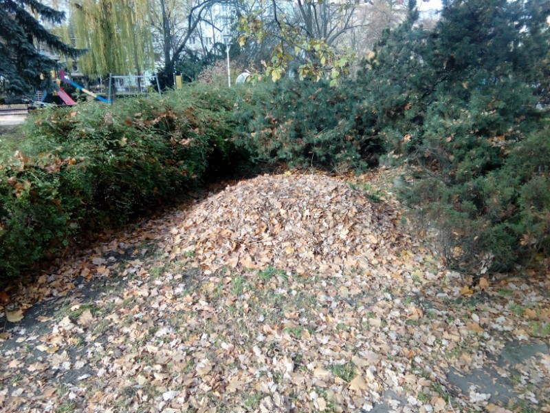 Dziś Dzień Jeża. W Częstochowie powstały jeżo-strefy. Miasto nie sprząta liści w parkach, aby zapewnić schronienie jeżom