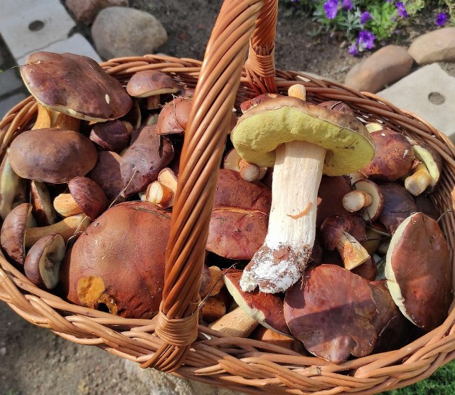 Grzybobranie 2022. Nasi Czytelnicy wynoszą całe kosze grzybów z lubuskich lasów! Zobaczcie, co za okazy >>>