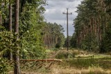 W lesie pod Obornikami znaleziono zwłoki mężczyzny. Wstrząsającego odkrycia dokonał przypadkowy przechodzień