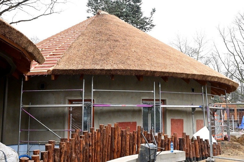 Trwa budowa nowych lwich domów we wrocławskim zoo....