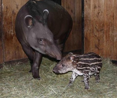Na te narodziny czekaliśmy 20 lat. Wczoraj na świat przyszedł tapir anta. Maluch jest samiczką. Ponieważ jej mama ma na imię Salsa, córka będzie się nazywać Samba. To już trzeci tapir urodzony w opolskim ogrodzie zoologicznym.