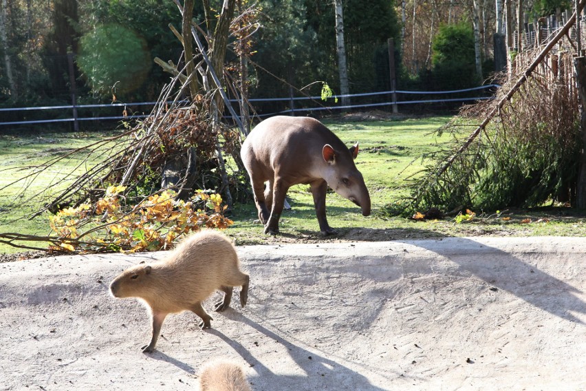 Zoo Leśne Zacisze w Lisowie otwarte również 11 listopada. Na gości czeka nowy mieszkaniec - tapir anta Toralf i inne zwierzaki