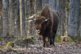 Zakończyło się coroczne zimowe liczenie żubrów. W Puszczy Białowieskiej żyje ich 829 